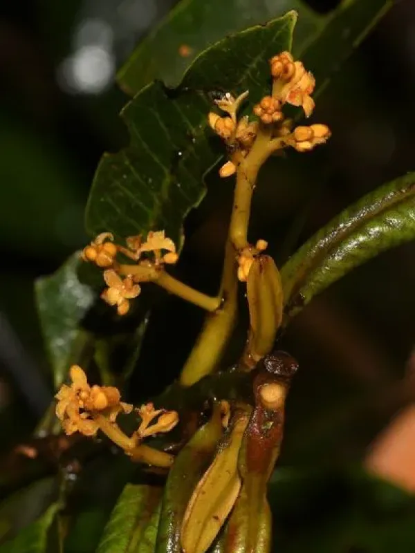Virola michelii