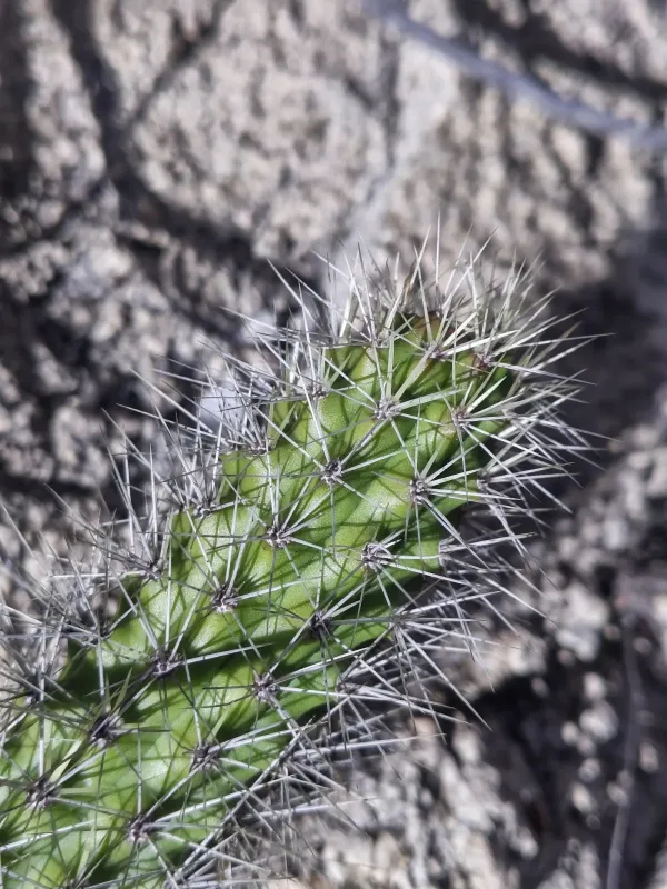 Morangaya pensilis