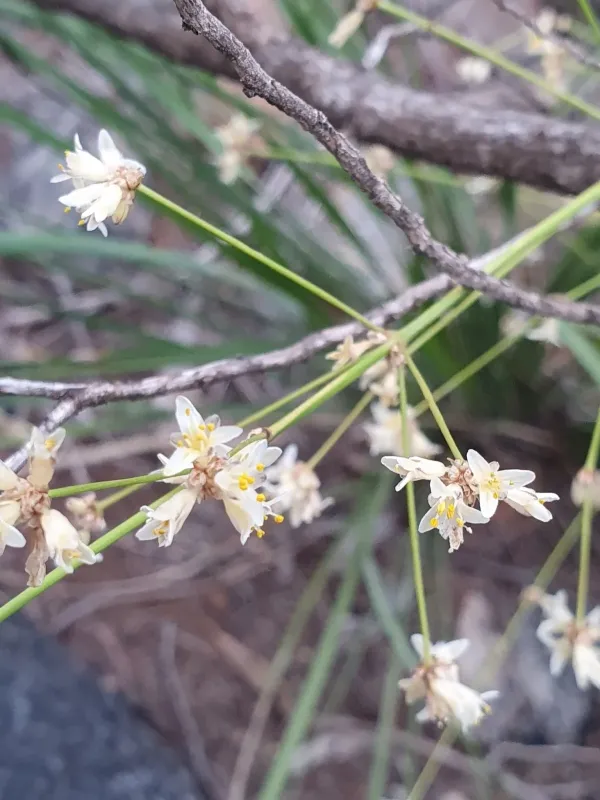 Lomandra patens