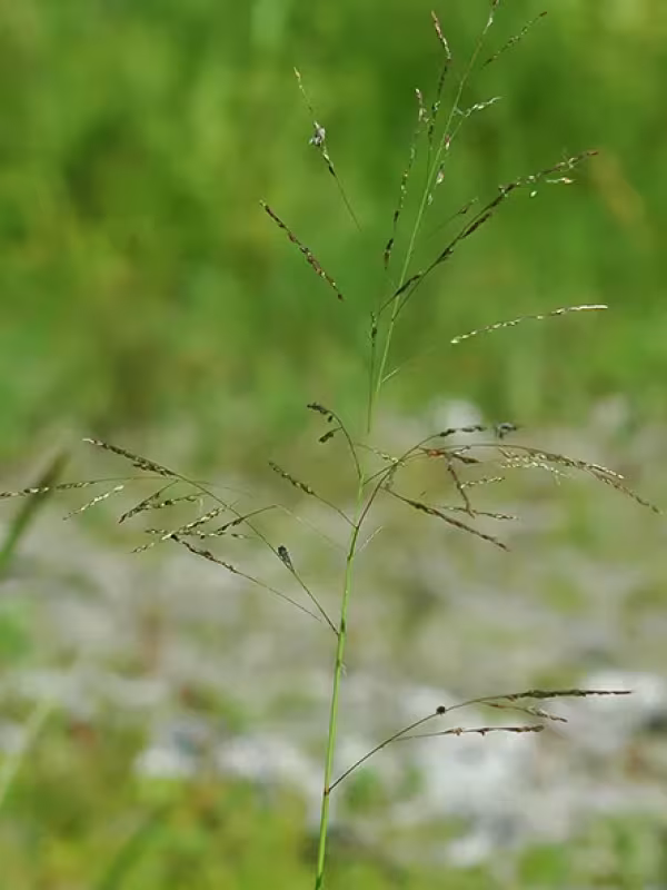 Panicum bartowense