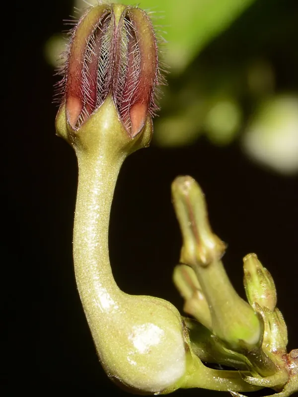 Ceropegia vignaldiana
