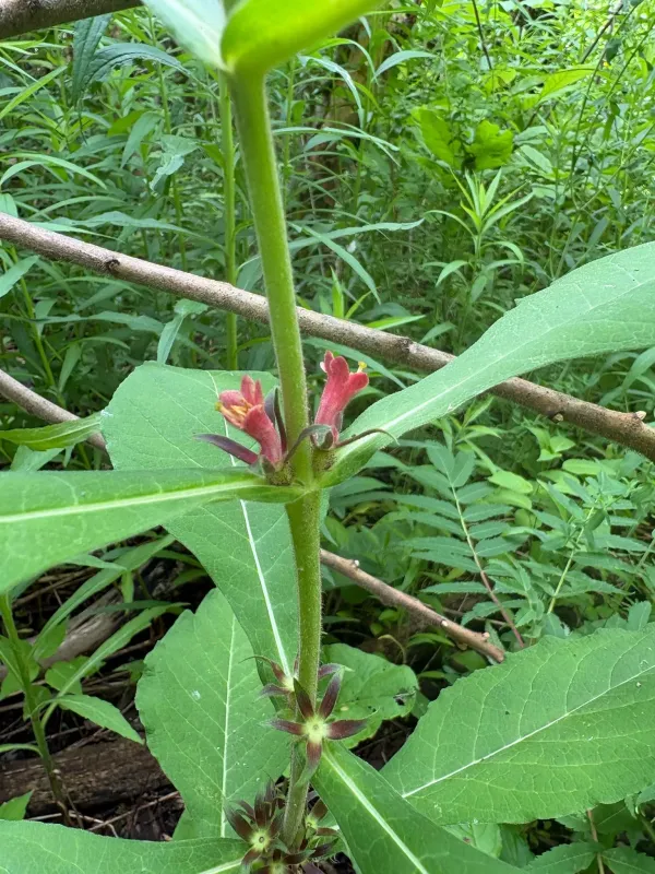 Orange horse gentian