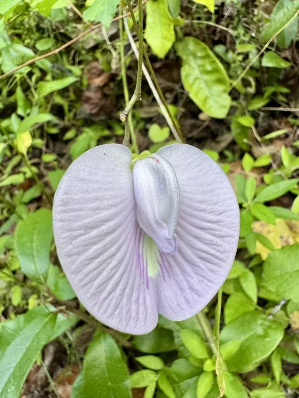 Centrosema arenicola