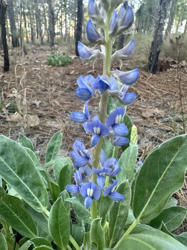 Lupinus diffusus