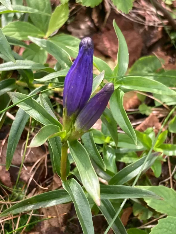 Narrow-leaf gentian