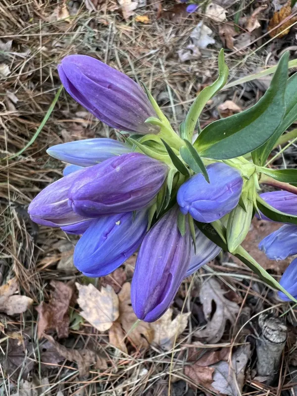 Soapwort gentian