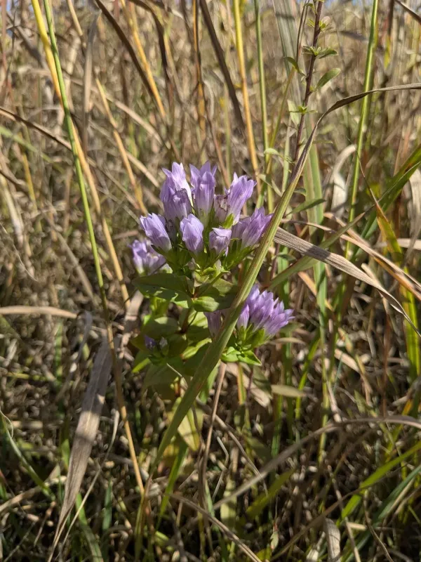Stiff gentian