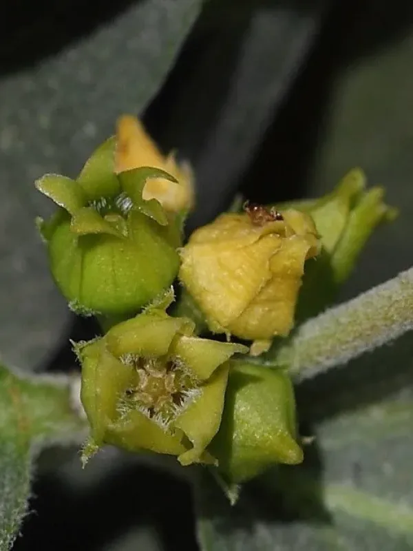Cretan swallow-wort