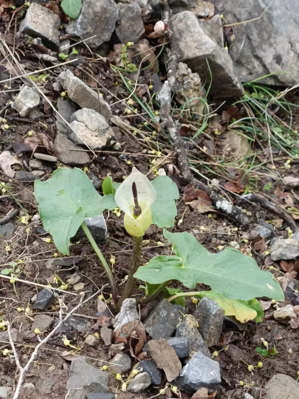 Arum idaeum