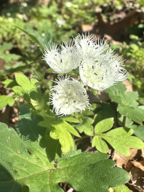 Fringed Phacelia