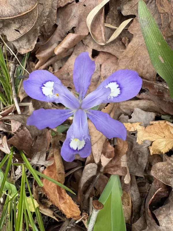 Crested iris