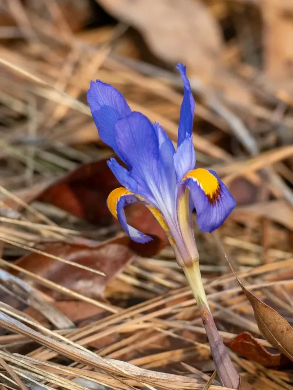 Spring iris
