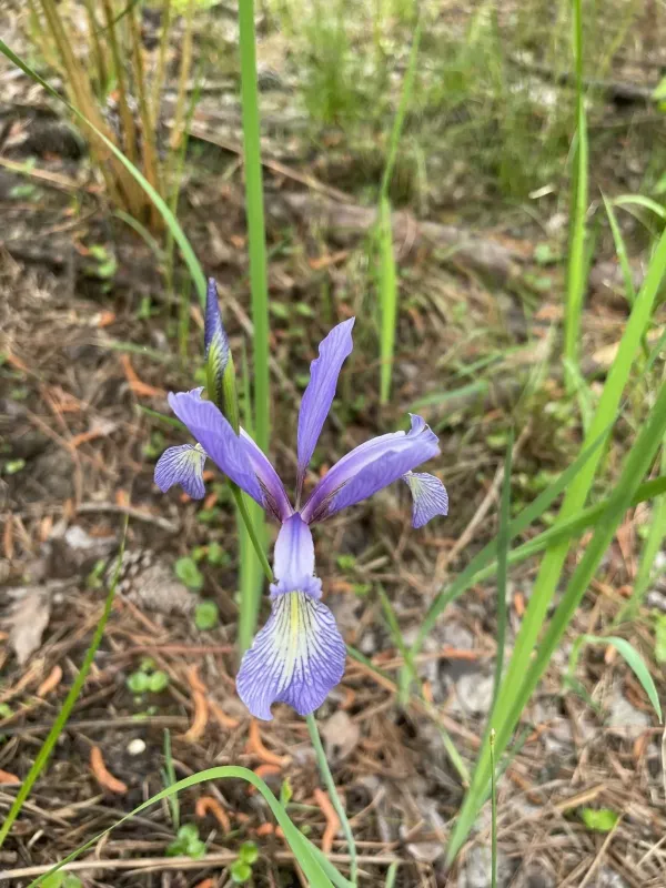 Iris prismatica