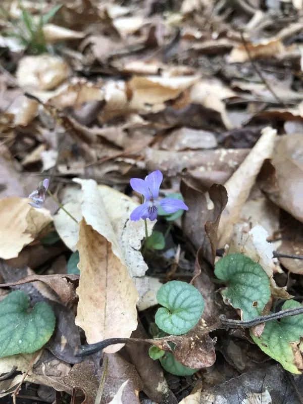 Walter's violet