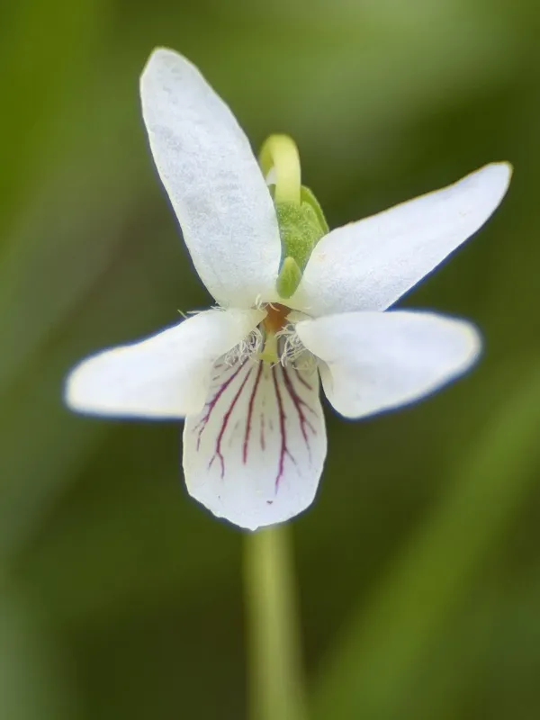 Macloskey's violet