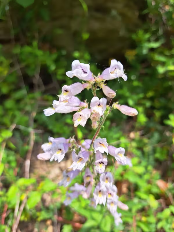 Gray beardtongue