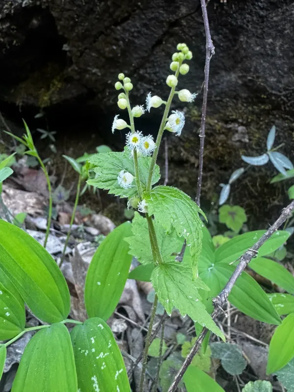 Miterwort