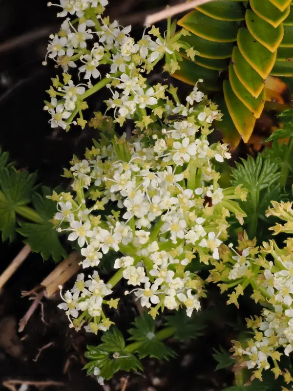 Anisotome aromatica