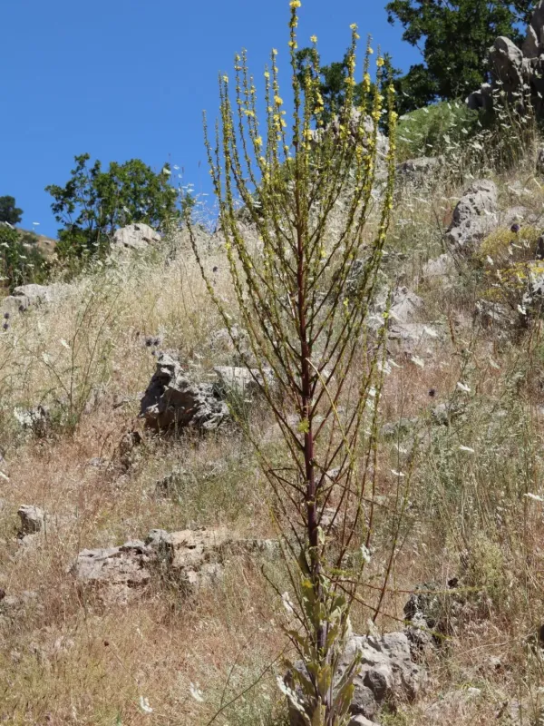 Verbascum qulebicum