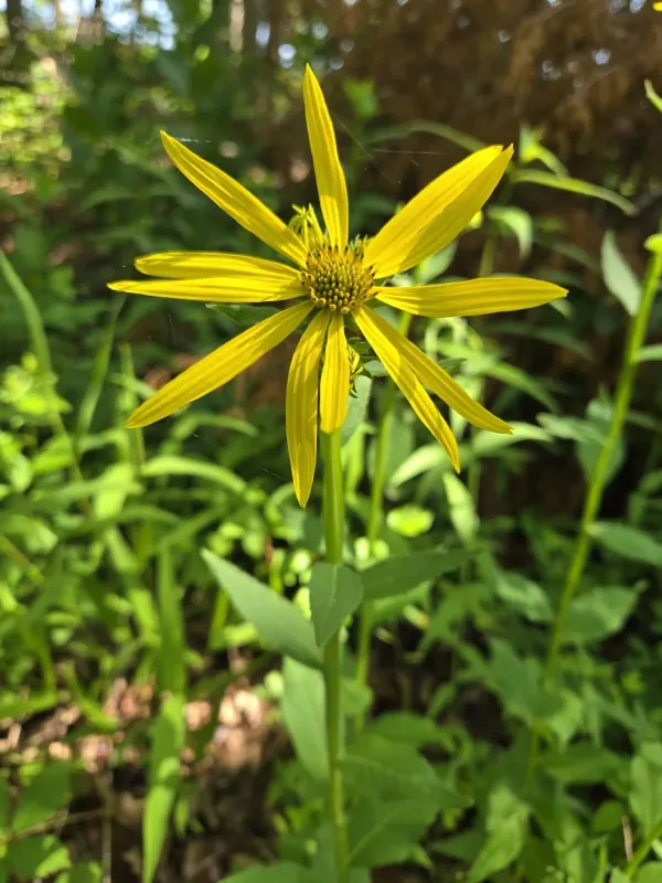 Yellow crownbeard