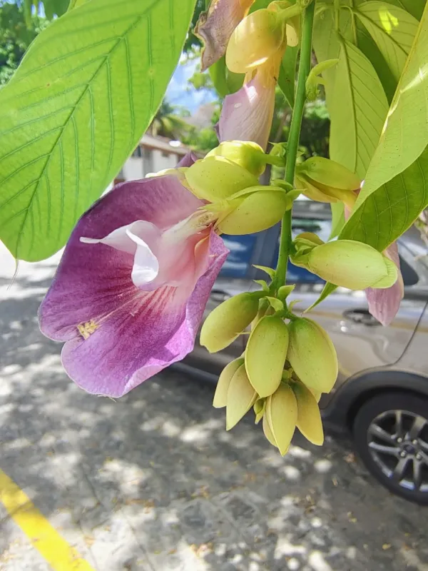 Clitoria fairchildiana
