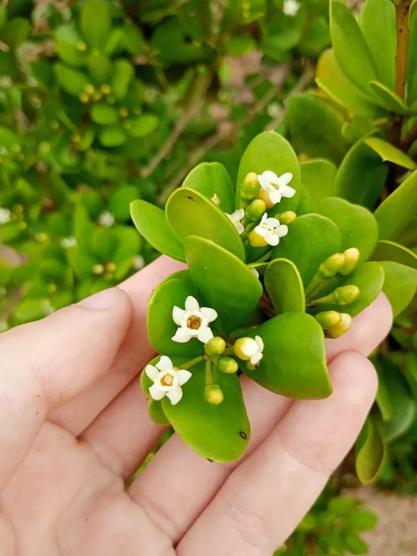 Jacquinia armillaris