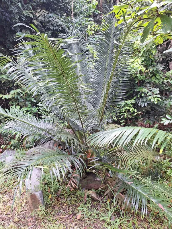 Cycas edentata