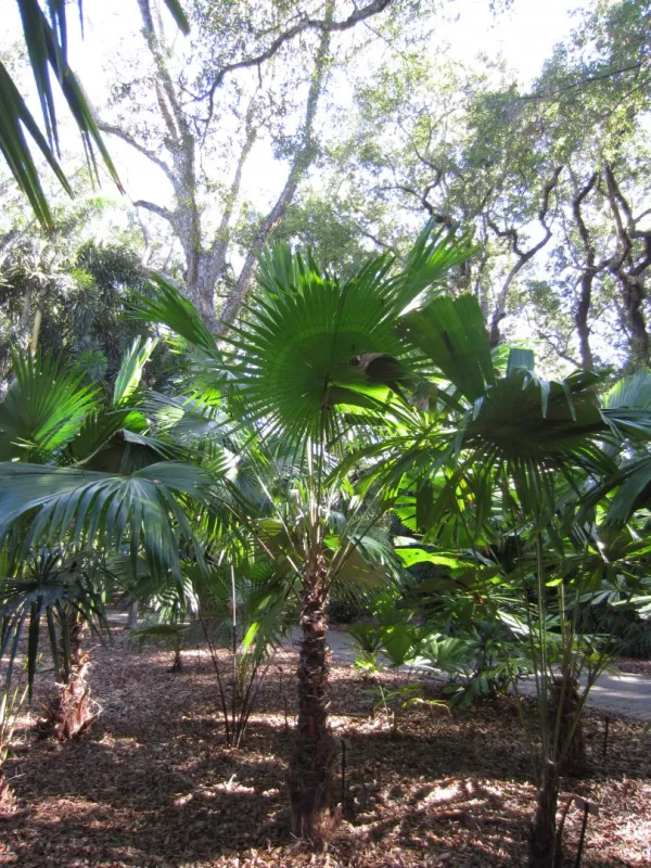 Livistona endauensis