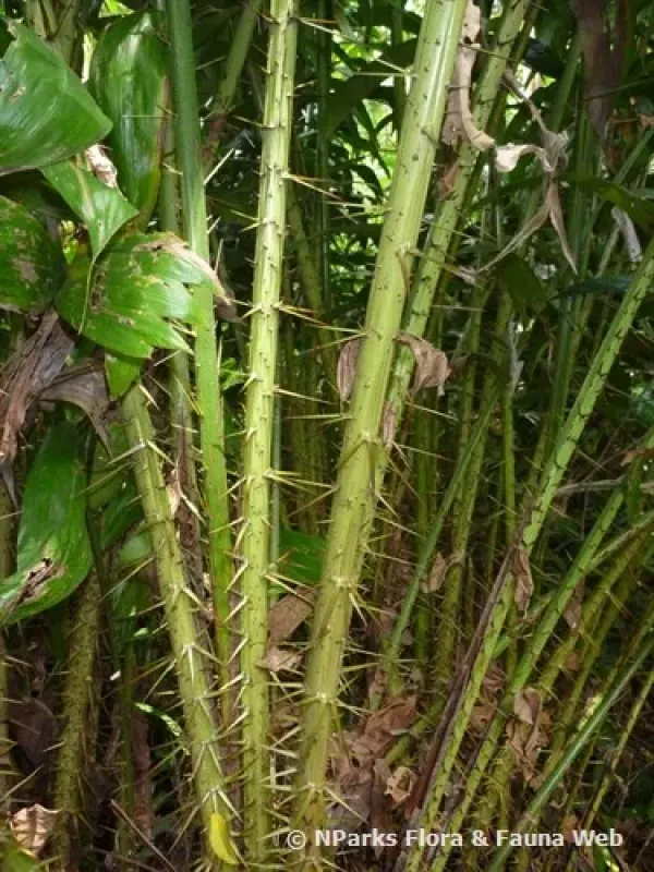Salacca affinis