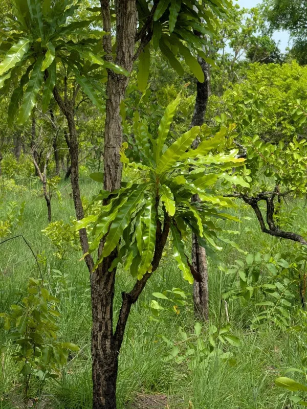 Lophira lanceolata