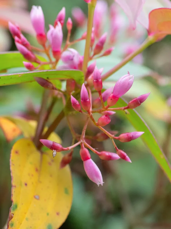 Medinilla himalaiana