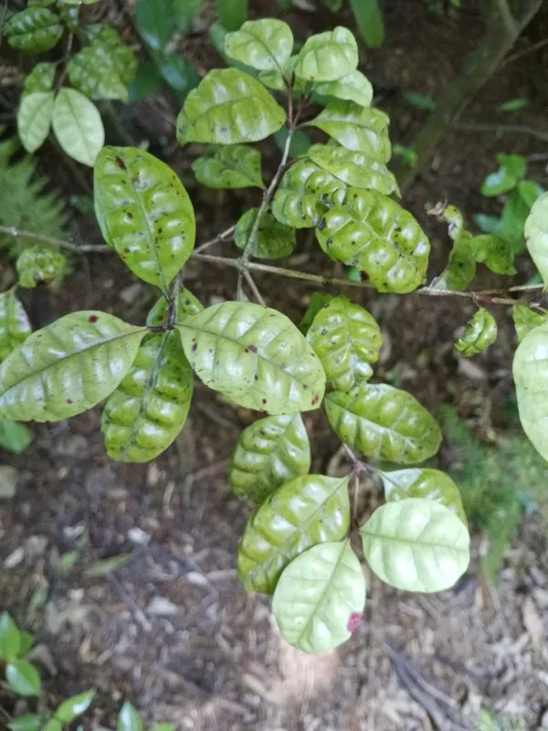 New Zealand myrtle