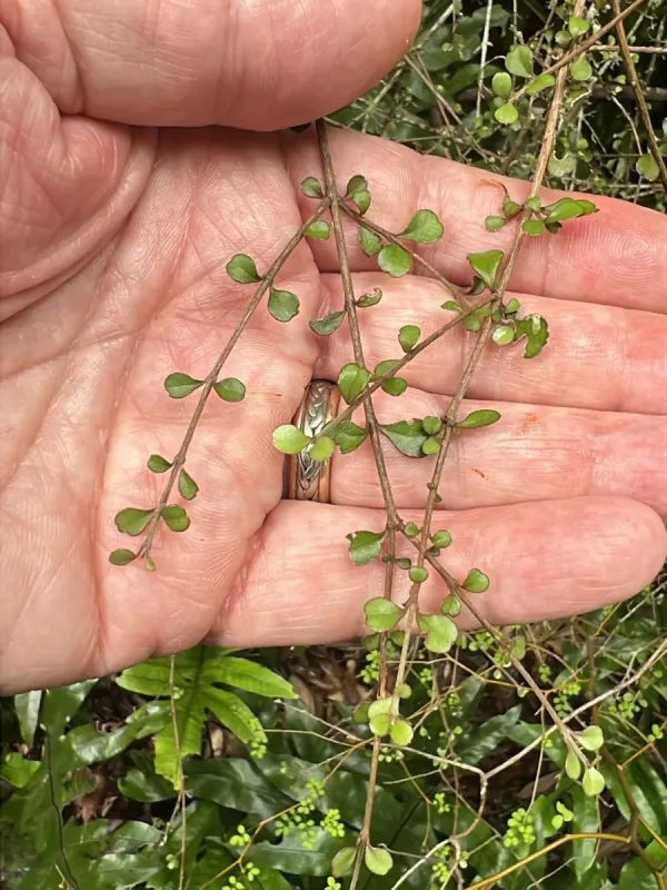 Lophomyrtus obcordata