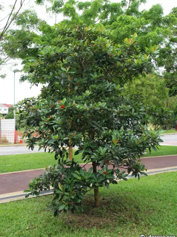 Xanthostemon verdugonianus