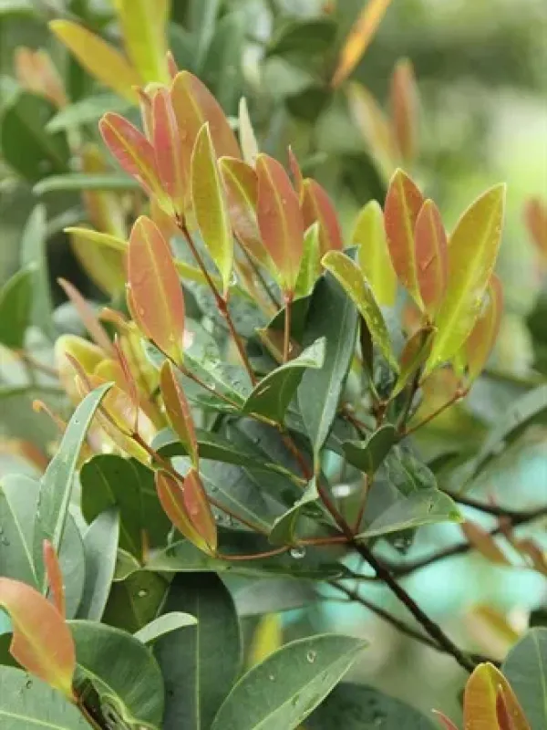 Syzygium incarnatum