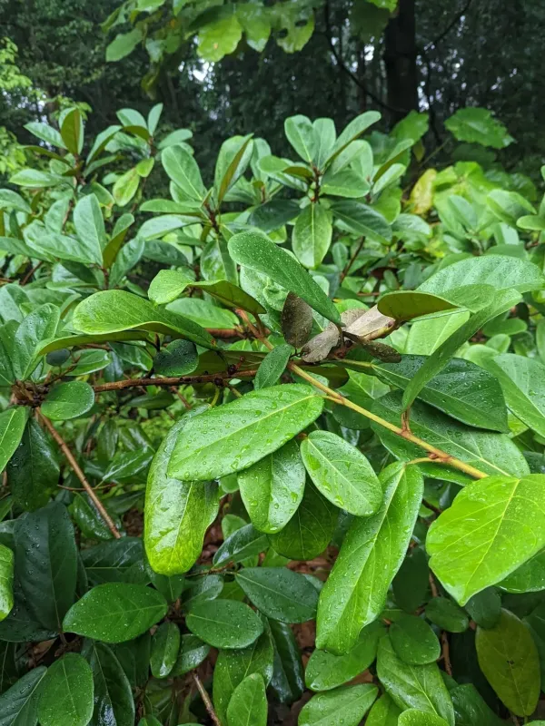 Ficus consociata