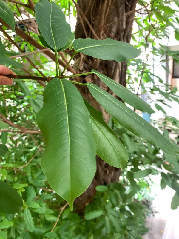 Ficus caulocarpa