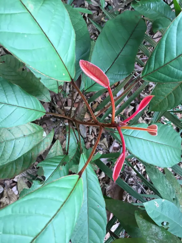 Rusty-colored Elaeocarpus