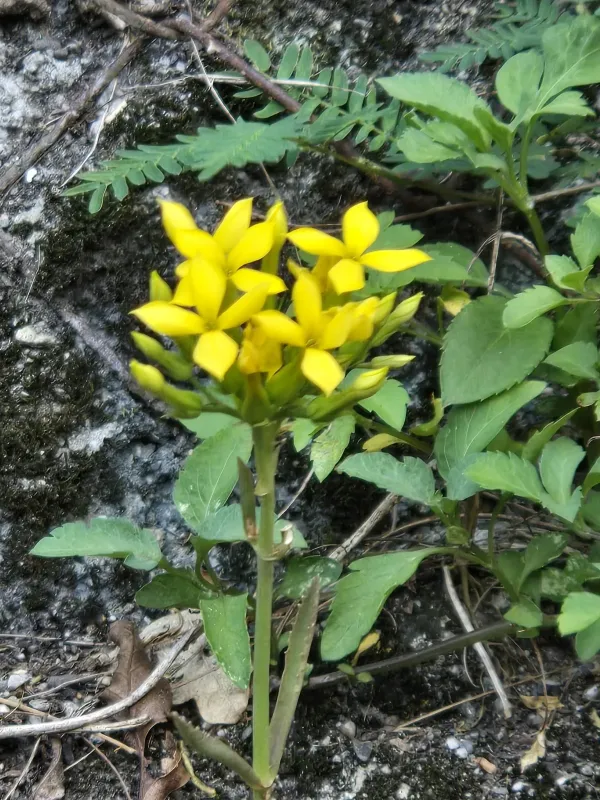 Каланхое цільнокрає