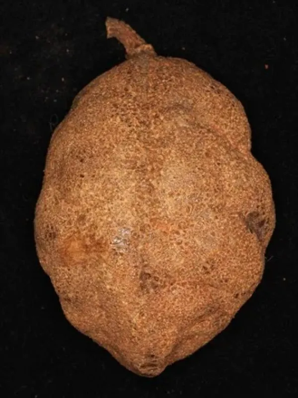 Cynometra lenticellata