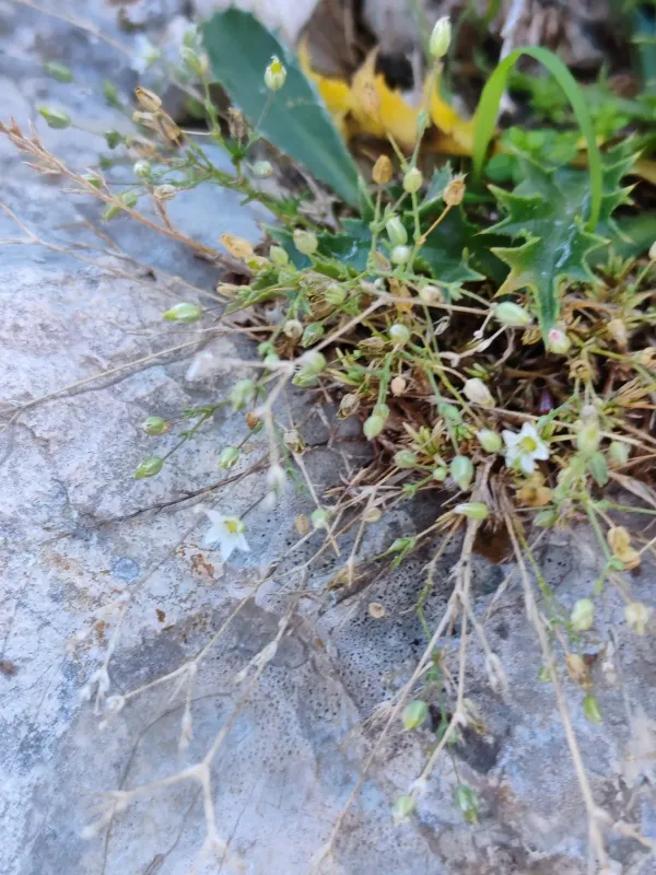 Minuartia attica