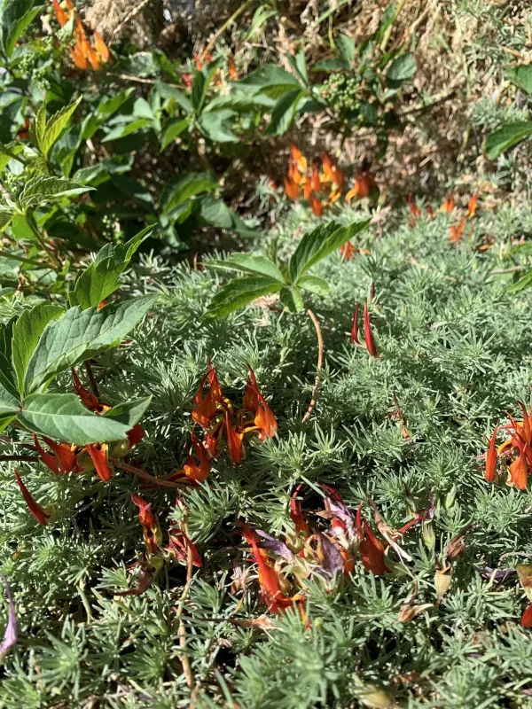 Lotus berthelotii