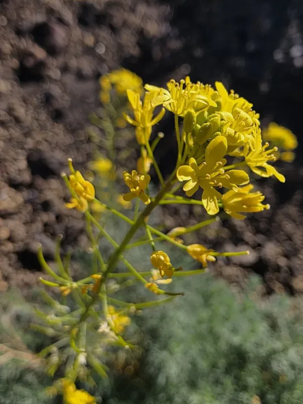 Descurainia bourgaeana