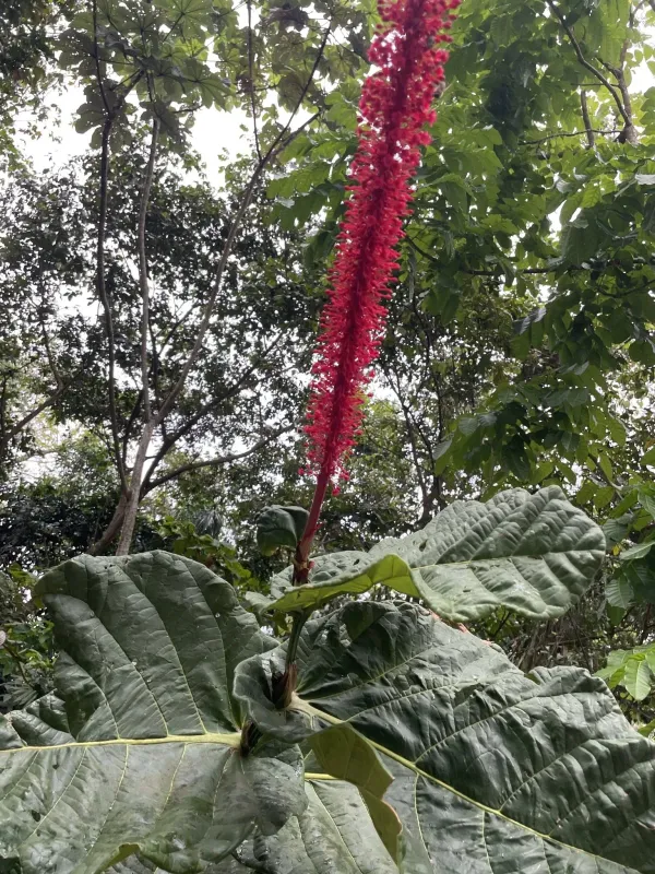 Coccoloba rugosa