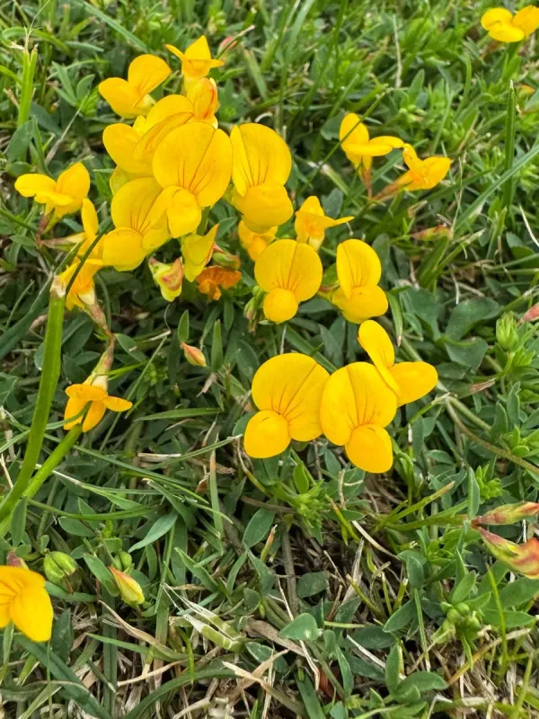 Slender birdsfoot trefoil