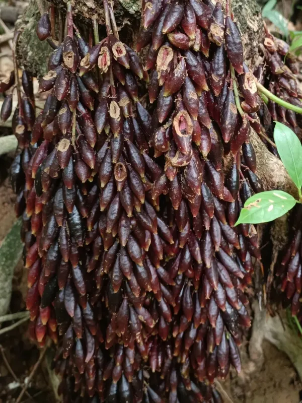 Baccaurea parviflora