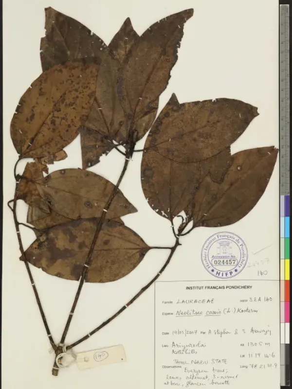 Neolitsea cassia