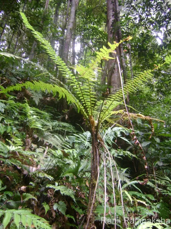 Cyathea hookeri