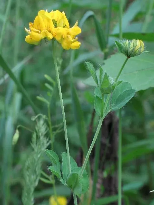 Greater bird's-foot trefoil