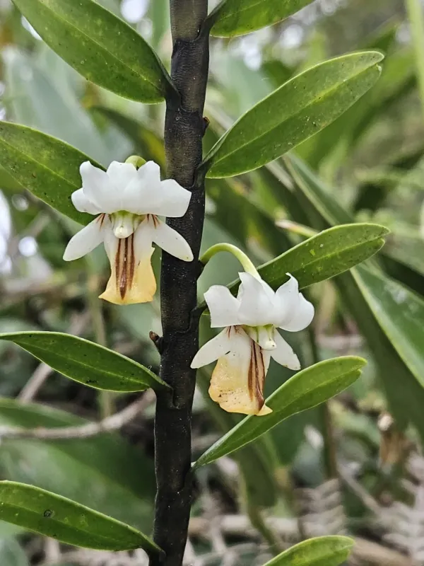 Dendrobium uniflorum